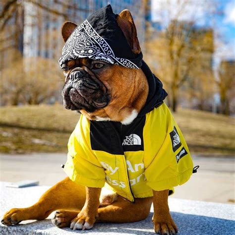 10 Best Dog Clothing Brands In 2022 Chart Attack