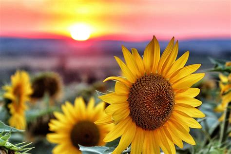 The Sunflower Meanings Myths And Folklore Petal Republic