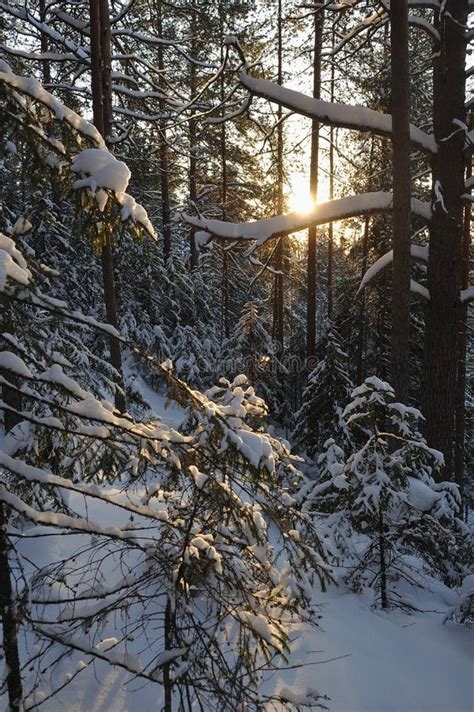 Wintery Forest With Sunset Sun Glare Stock Photo Image Of Natural