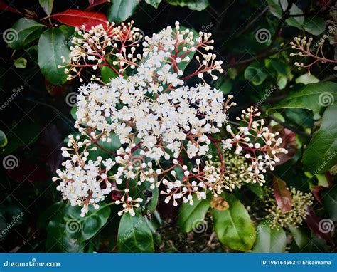 Japanese Photinia Clusters Of Small White Flowers Stock Image Image