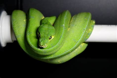 Green Tree Pythons