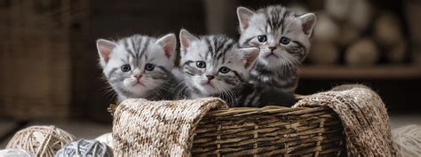 Kitten Cats For Adoption Near Me The Y Guide