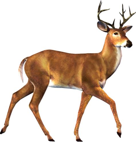 Deer Png Image Transparent Image Download Size 1227x1280px