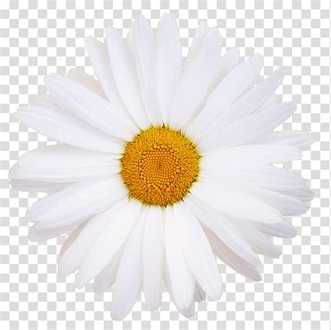 Flowers White Daisy Flower Transparent Background Png Clipart Hiclipart