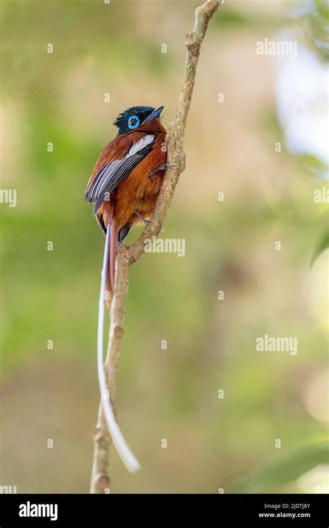 Male Of The Malagasy Paradise Flycatcher Terpsiphone Mutata Red Morph