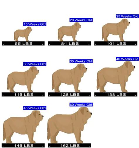how many puppies do spanish mastiffs have calculator for predicting spanish mastiff litter size