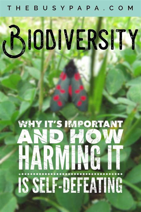 Biodiversity And Why It Is Important The Busy Papa Biodiversity