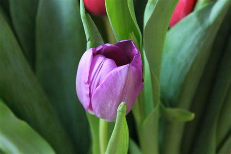 Fotos Gratis Naturaleza Niña Púrpura Pétalo Florecer Tulipán