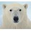 Polar Bear Svalbard Spitsbergen Wildlife Arctic Research 