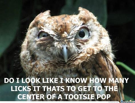 35 Best Wise Owl Memes Images On Pinterest Funny Animals