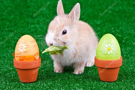 Easter Eggs And Eating Bunny — Stock Photo © Luckybusiness 2712374