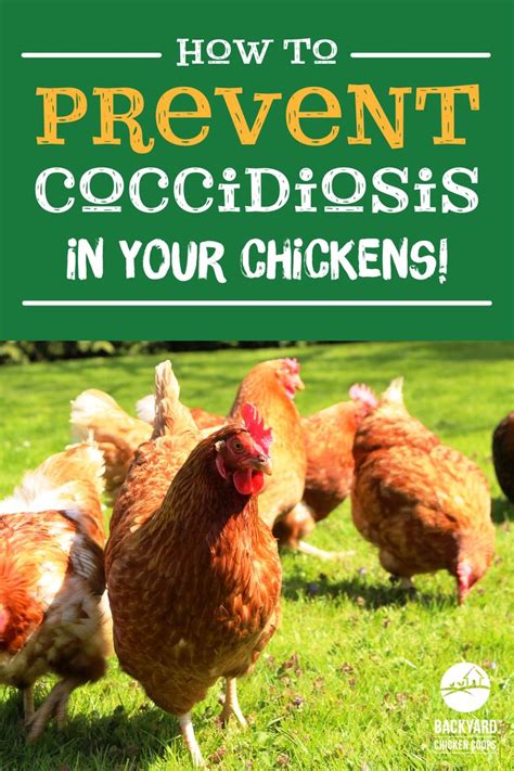 Coccidiosis In Chickens Prevention Symptoms And Treatment Tips