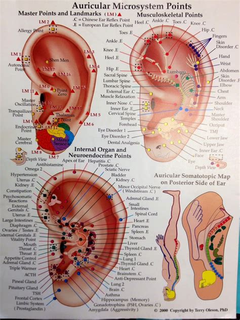 Nikki Wolf Acupuncture Blog The Ins And Outs Of Auricular Acupuncture Acupuncture Ear