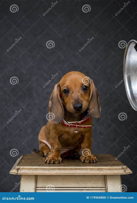 Little Dachshund Puppy Sits In A Photo Studio On A Chair Next To A