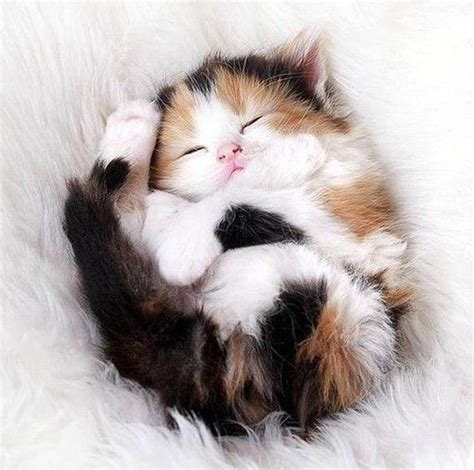 Fluffy Cute Animals Kittens Cutest Baby Animals