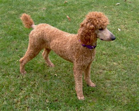 Cute Dogs Poodle Dog