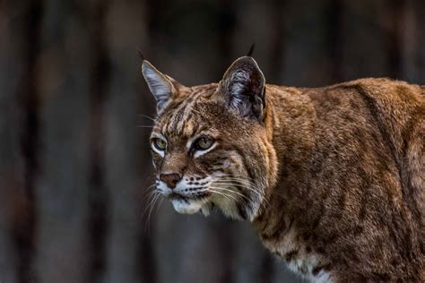Watch This Bobcat Move Like Lightning As It Chases A Squirrel Up A Tree