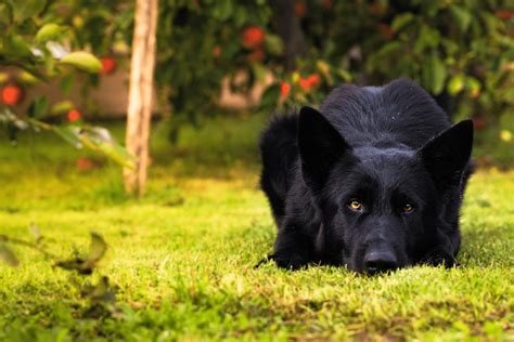 Top 10 Black German Shepherd Breeders Across The Us