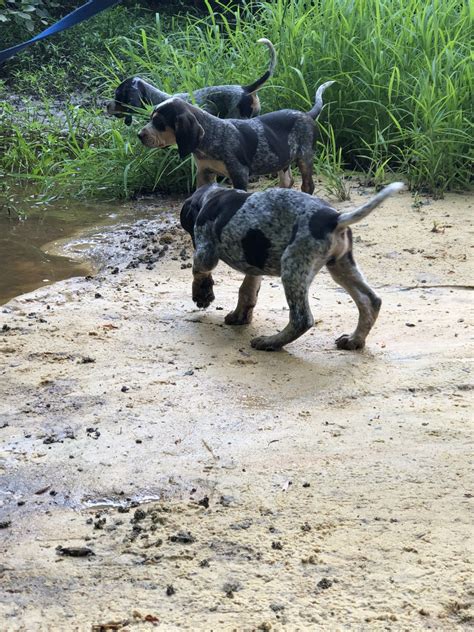 6 purebred bluetick coonhound puppies for sale ukc registered, sire and dam ukc registered. Bluetick Coonhound Puppies For Sale | Rock Bridge Road ...