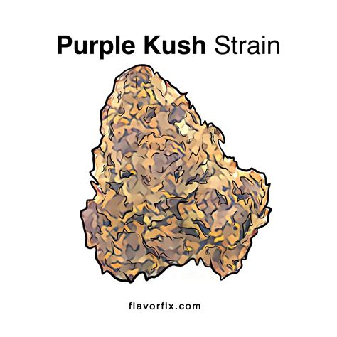 Purple Kush Strain A Must Try Flavor Fix