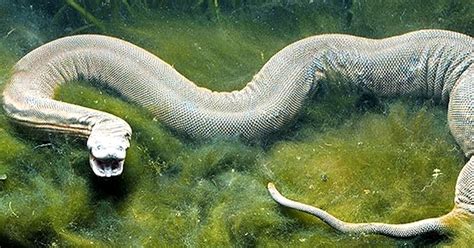 15 de las Serpientes letales más peligrosas sacadas de una película de