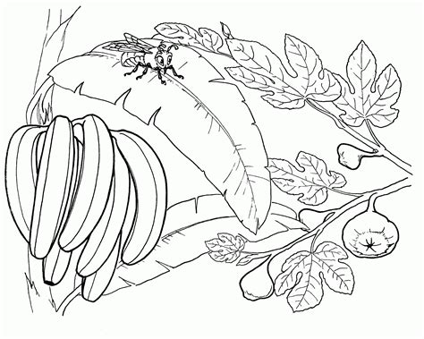 platanos para colorear dibujo de banana para colorear dibujos para colorear imprimir gratis