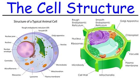 Cell 5 Things You Need To Know About Cell Class 8 Eclassmate