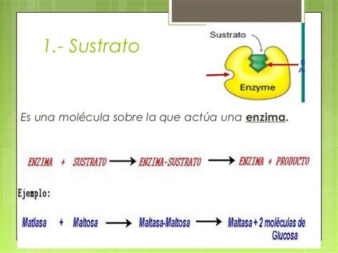 Las Enzimas Caracteristicas Bioquimica Ambiental