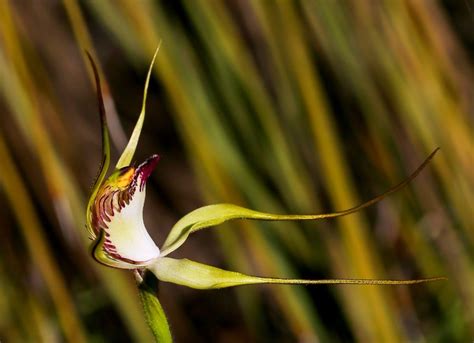 Plantfiles Pictures Arrowsmith Spider Orchid Caladenia Crebra 1 By Kell