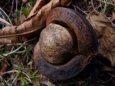 Wild Edible Nuts A Comprehensive Guide To Foraging In The Forest
