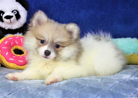 Pomeranian Puppies For Sale Long Island Puppies