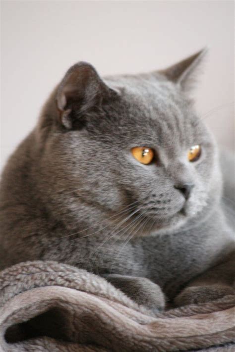 Why Are British Shorthair Cats So Expensive British Shorthair