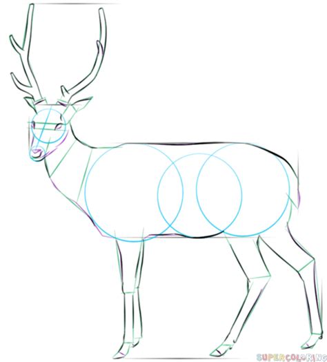 How To Draw A White Tailed Deer Step By Step Drawing Tutorials