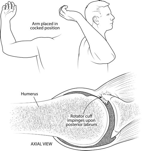 Shoulder Anatomy Sagittal