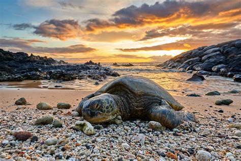 Tranquil Turtle Maui Hawaii