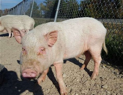 7 Pigs Up For Adoption At Houston Area Shelters
