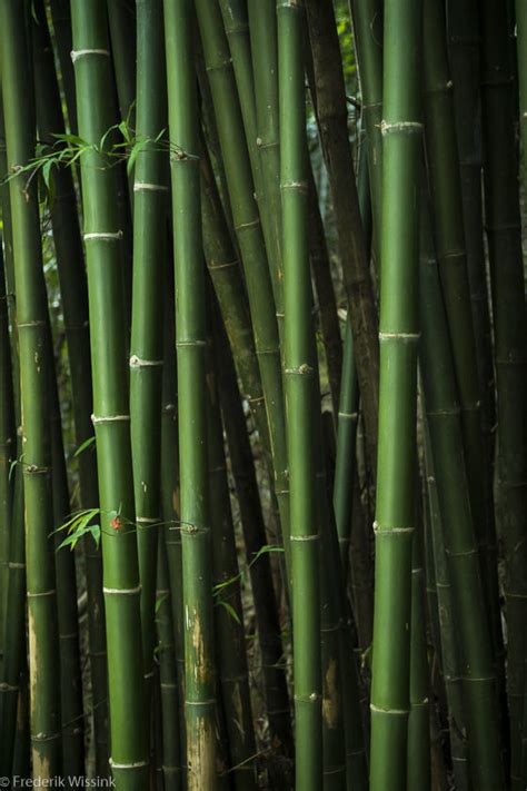 Dark Bamboo Frederik Wissink