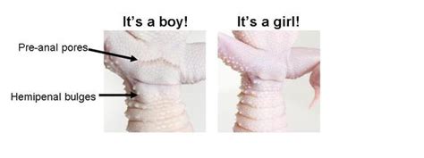 Genjer biasa dibuat menjadi tumisan. Sexing Leopard Geckos | Gecko Daddy
