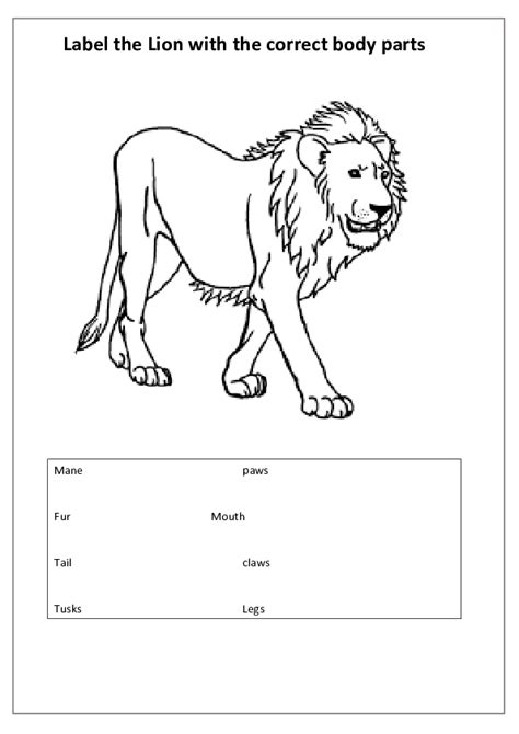 Doc Label The Lion With The Correct Body Parts Liz Fash