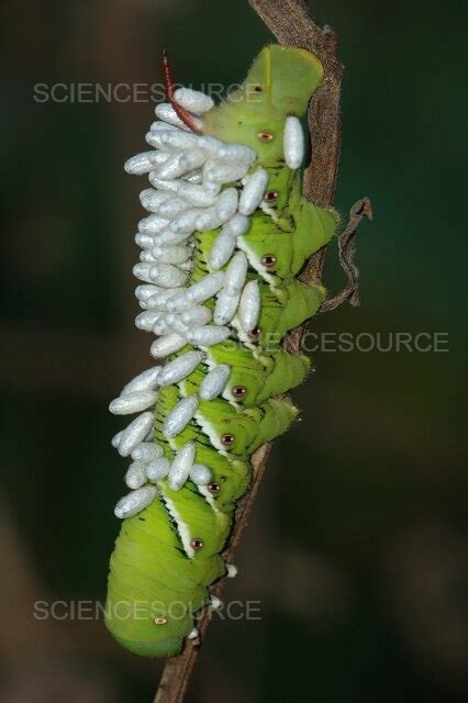 Photograph Parasitized Tobacco Hornworm Science Source Images