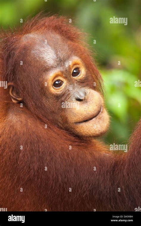 Wild Bornean Orangutan Pongo Pygmaeus Portrait Stock Photo Alamy