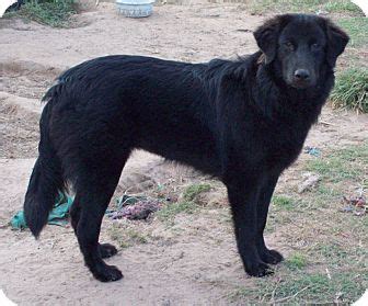 Buffalo, TX - Australian Shepherd. Meet Kylie a Pet for Adoption.