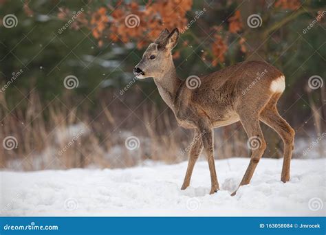Young Roe Deer Capreolus Capreolus Buck In Deep Snow In Winter