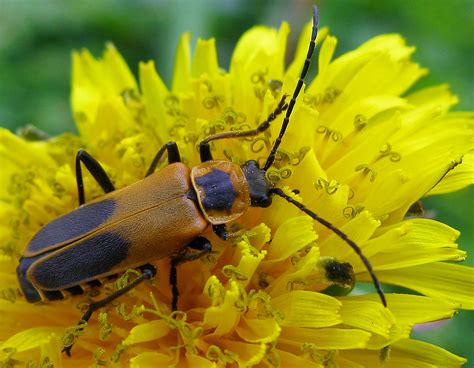Goldenrod Soldier Beetle | Family: Cantharidae. Species ...