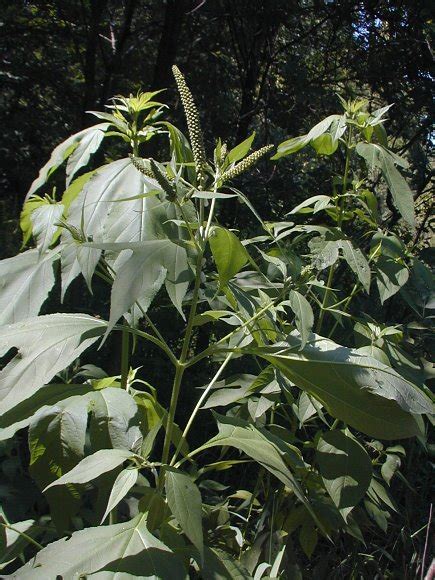 Giant Ragweed Plant