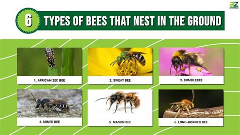 Discover 6 Types Of Bees That Nest In The Ground A Z Animals