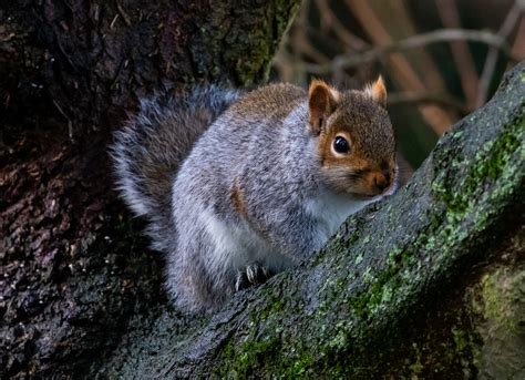 Alexs Top Five Cutest British Animals The Nature Nook