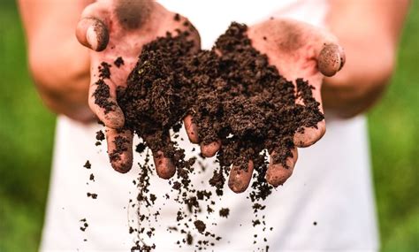 How Healthy Soil Makes Healthy Plants And Ecosystems The Conservation