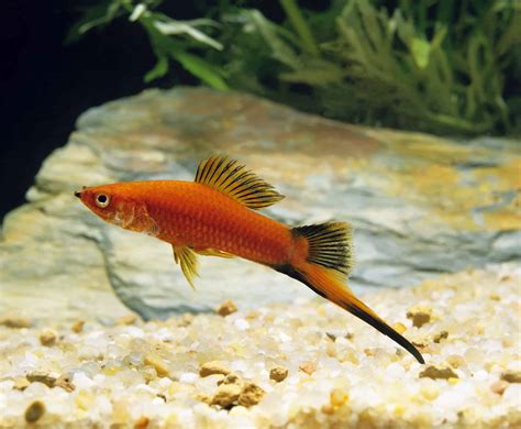 Swordtail Fish Vibrant And Energetic Delights For Your Tank