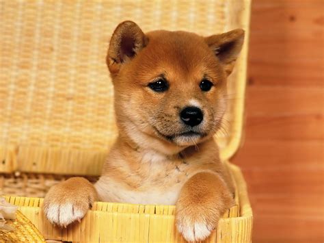 Fondos de pantalla de Perros, Wallpapers HD